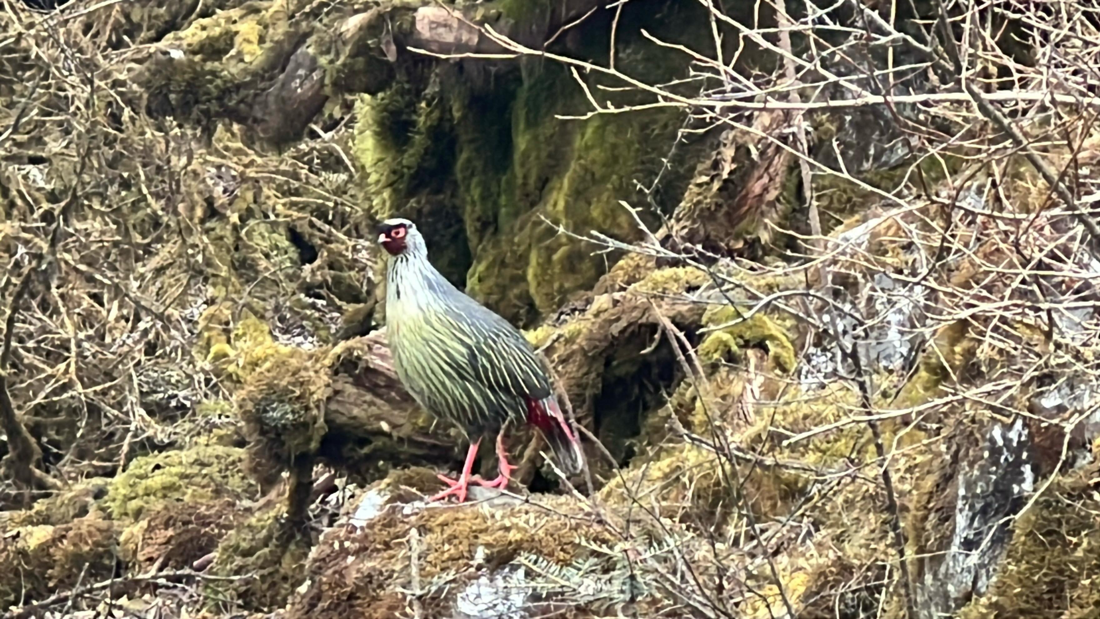 Monal Pheasant on the way to Dzongri Trek